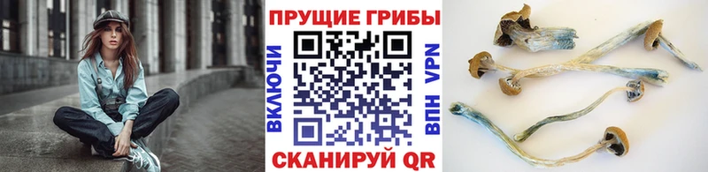 купить наркоту  Сухиничи  Псилоцибиновые грибы прущие грибы 